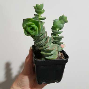 Crassula Perforata subsp. Perforata