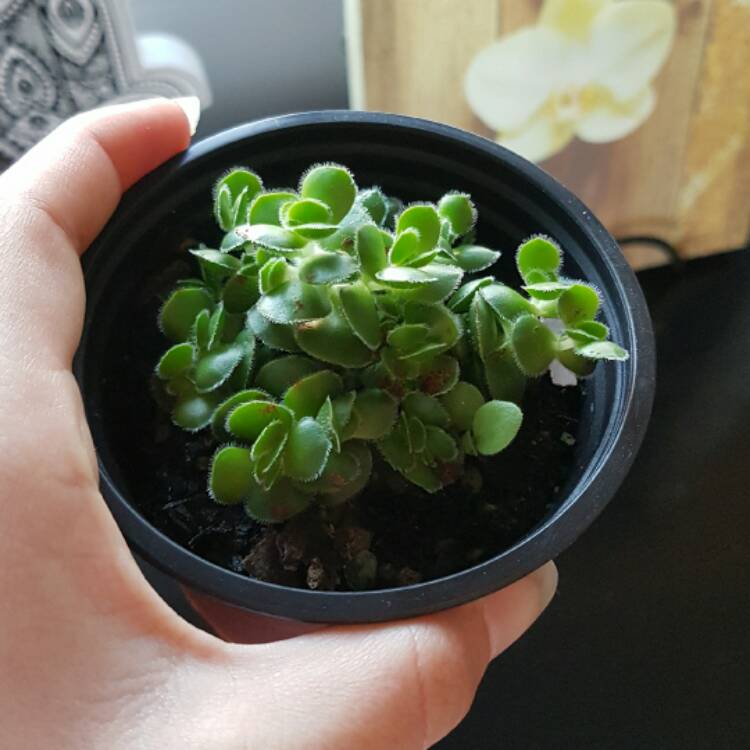 Plant image Crassula David