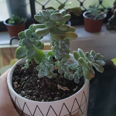 Graptopetalum Mendozae