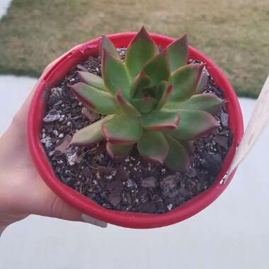 Echeveria Benimusume