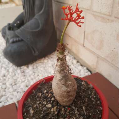 Jatropha Podagrica