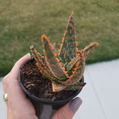 Aloe 'Christmas Carol'