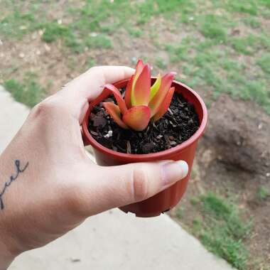 Crassula capitella 'Campfire'