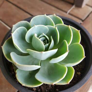 Echeveria Green Abalone