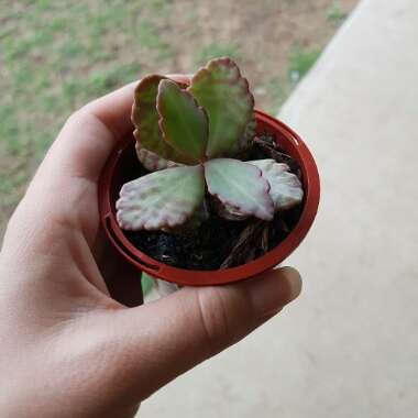 Kalanchoe 'Gremlin'