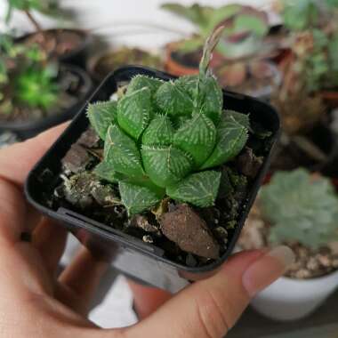 Haworthia pilifera