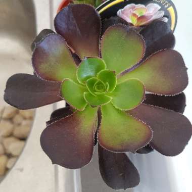 Aeonium 'Short Black'