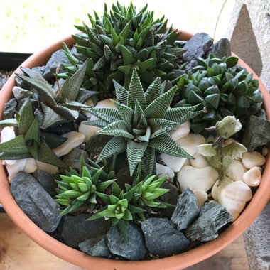 Haworthia