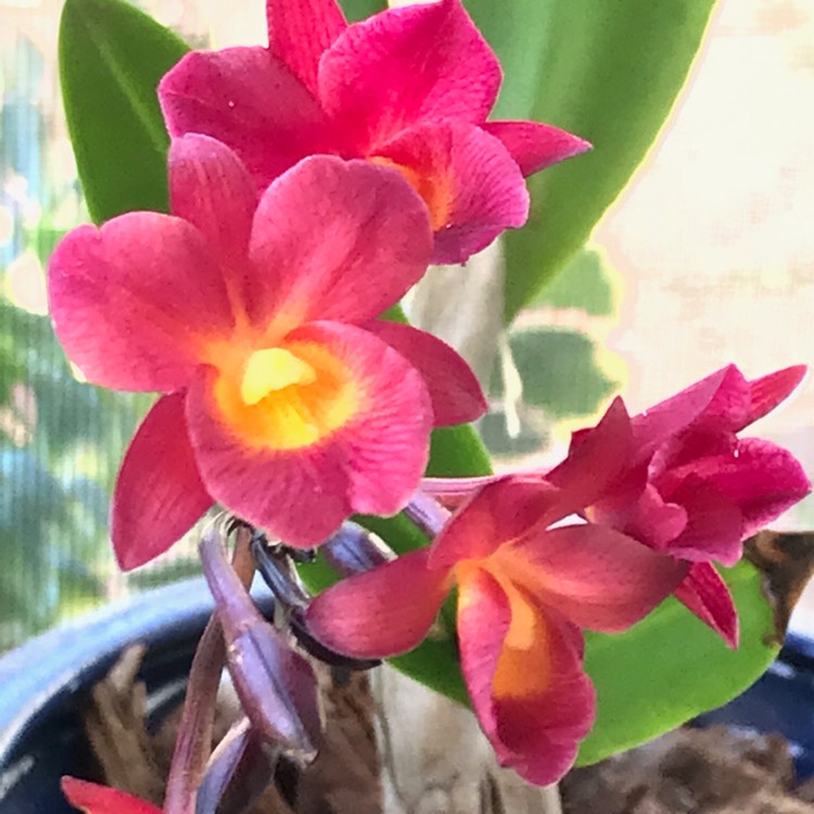 Plant image Cattleya