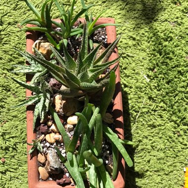 x Gasteraloe 'Flow'