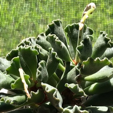 Adromischus cristatus