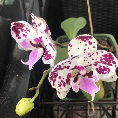 Phalaenopsis