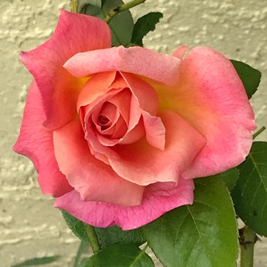 Rosa 'Chicago Peace'