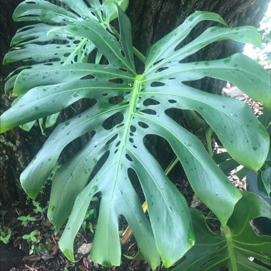 Monstera deliciosa