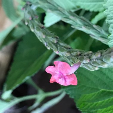 Stachytarpheta Mutabilis