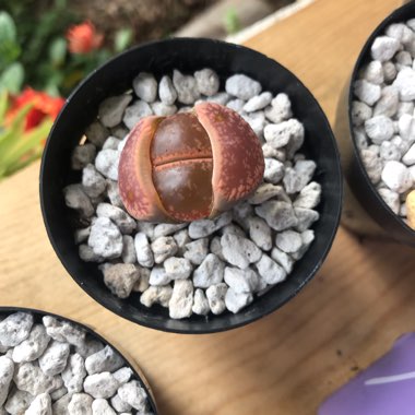 Lithops