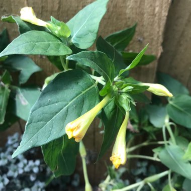 Mirabilis jalapa 'Kaleidoscope'