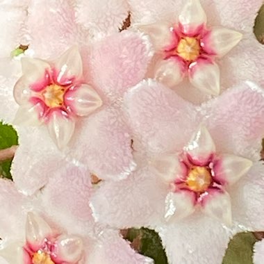 Hoya carnosa 'Compacta'