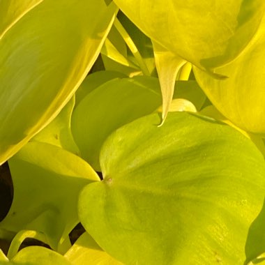 Philodendron scandens