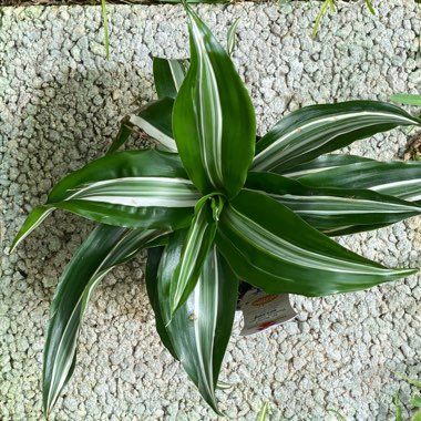 Dracaena deremensis 'White Jewel'