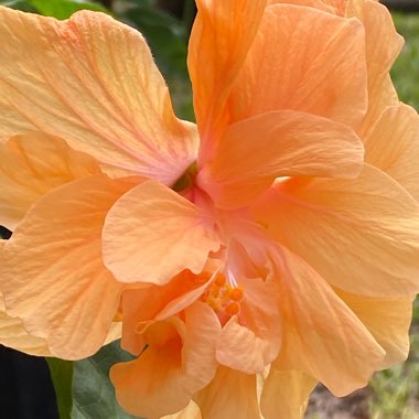 Hibiscus