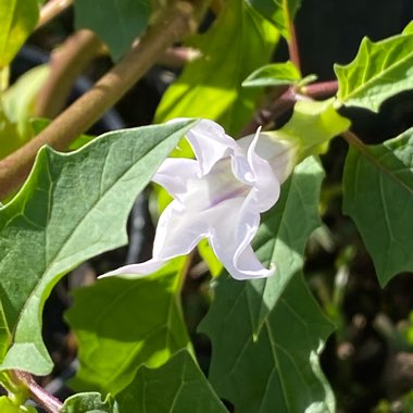 Datura