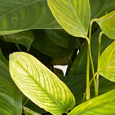 Calathea