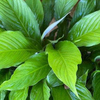 Spathiphyllum kochii