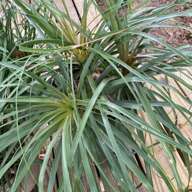 Beaucarnea recurvata