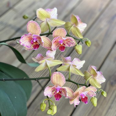 Phalaenopsis