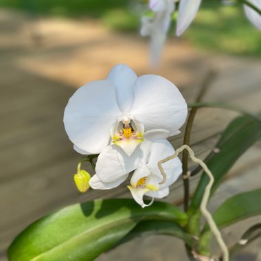 Phalaenopsis