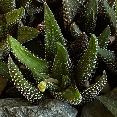 Haworthiopsis attenuata var. attenuata 'Enon' syn. Haworthia attenuata 'Enon'