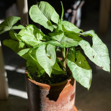 Syngonium podophyllum