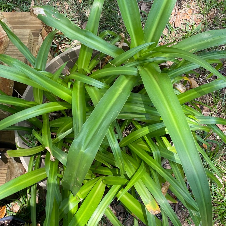 Plant image Hymenocallis acutifolia syn. Hymenocallis littoralis var. acutifolia