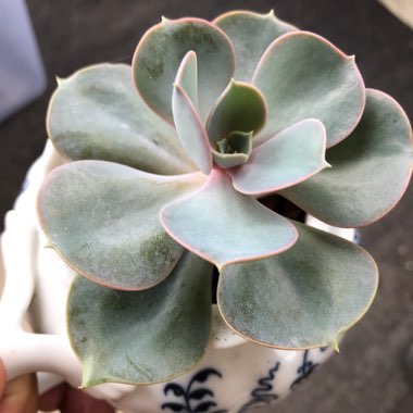 Echeveria Perle Von Nurnberg