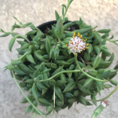 Senecio Radicans Glauca