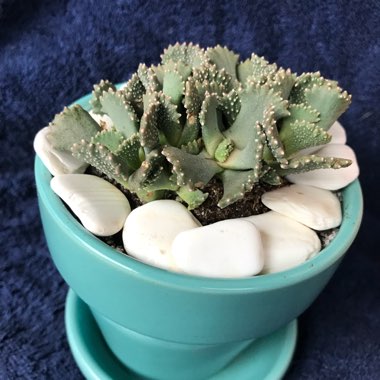 Aloinopsis malherbei