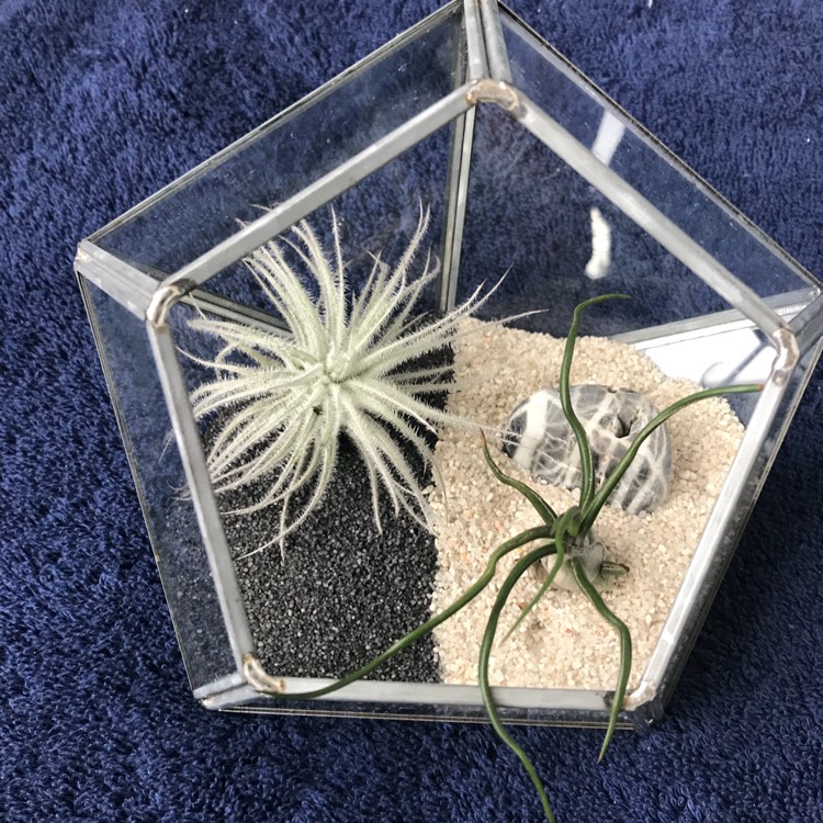 Plant image Tillandsia Ionantha 'Guatemala'