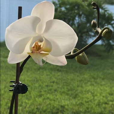 Phalaenopsis