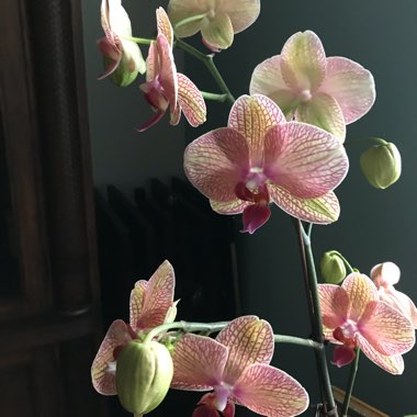 Phalaenopsis