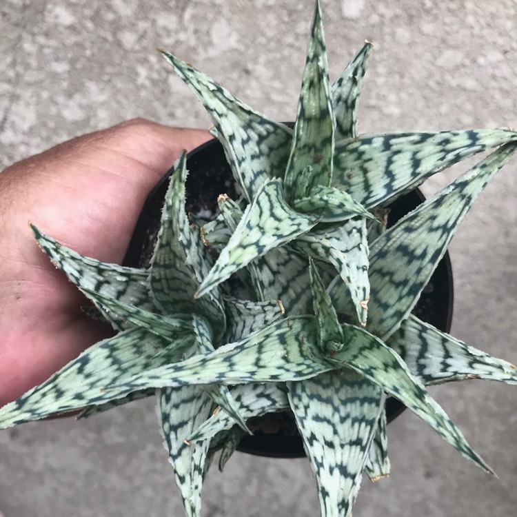 Plant image Aloe 'Blizzard'