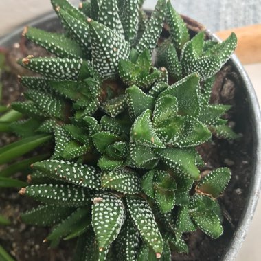 Haworthiopsis attenuata var. attenuata 'Enon' syn. Haworthia attenuata 'Enon'