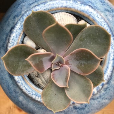 Echeveria Perle Von Nurnberg