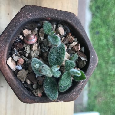 Kalanchoe tomentosa