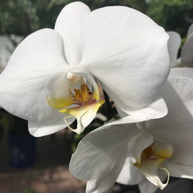 Phalaenopsis