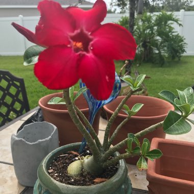 Adenium obesum