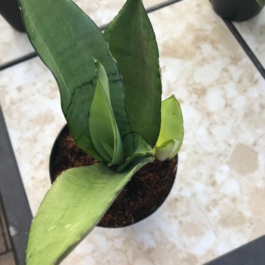 Sansevieria