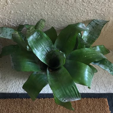 Aechmea Fasciata Primera