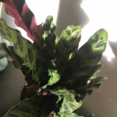 Calathea lancifolia