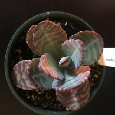 Kalanchoe Humilis